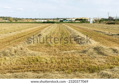 Hay windrows in a field made with a windrower.