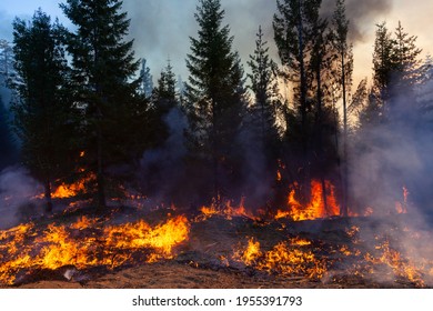 Hayfork, California -November 2020:   A Burning Operation On The August Complex Fire