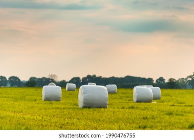 Haylage bales wrapped in white foil will provide food for farm animals during the winter. A green meadow in the background of the setting sun after summer hay.