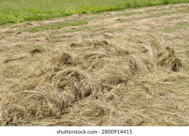 haymaking time - the process of drying mown grass in a hayfield in summer