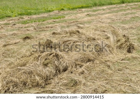haymaking time - the process of drying mown grass in a hayfield in summer