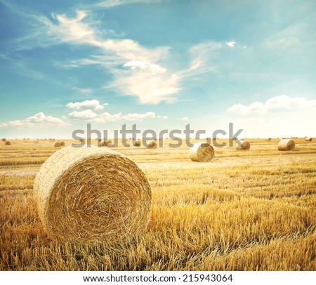 hay-roll on meadow against sunset background 