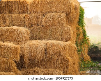Haystack, a bale of hay group. Agriculture farm and farming symbol of harvest time with dry grass (hay),  hay pile of dried grass hay straw.
