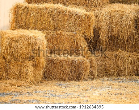 Haystack, a bale of hay group. Agriculture farm and farming symbol of harvest time with dry grass (hay),  hay pile of dried grass hay straw.
