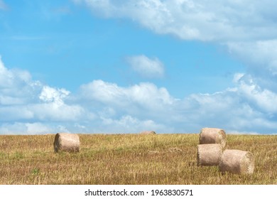 A haystack left in a field after harvesting grain crops. Harvesting straw for animal feed. End of the harvest season. Round bales of hay are scattered across the farmer's field.