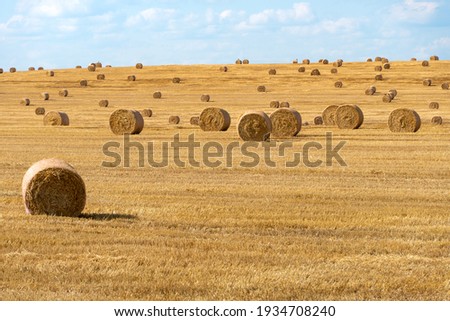 A haystack left in a field after harvesting grain crops. Harvesting straw for animal feed. End of the harvest season. Round bales of hay are scattered across the farmer's field.