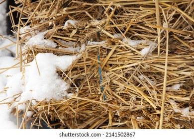 Haystack Lies Covered With Snow In Winter Season, Because They Did Not Have Time To Remove It To Shelter