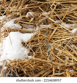 Haystack Lies Covered With Snow In Winter Season, Because They Did Not Have Time To Remove It To Shelter