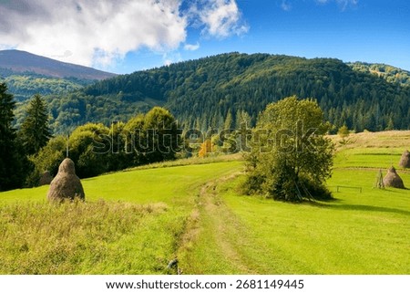 haystack on the grassy hill. rural landscape with pasture near the coniferous forest. beautiful countryside in carpathian mountain on a sunny afternoon