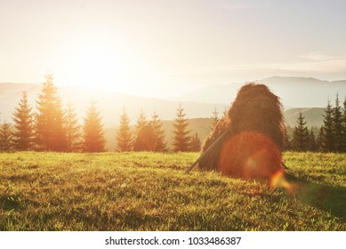 Haystack On Sunset. Meadow, Piece Of Grassland, Especially One Used For Hay. Carpathian Mountains, Ukraine.