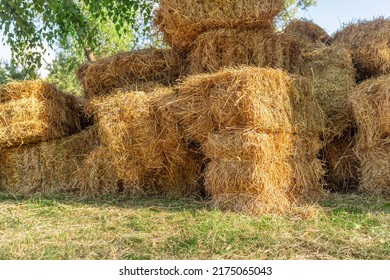 35,949 Fodder agriculture Images, Stock Photos & Vectors | Shutterstock