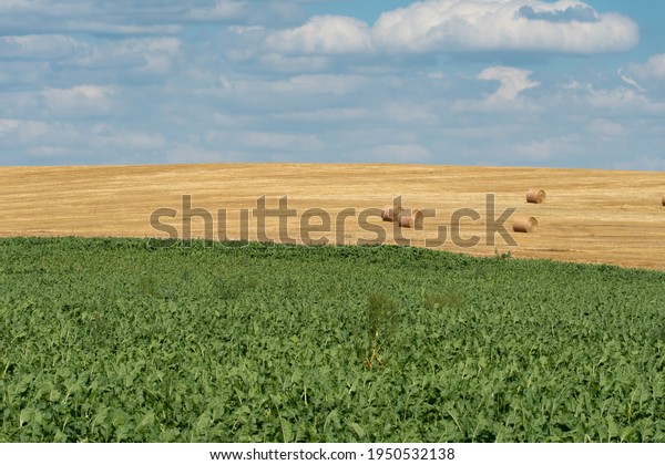 Haystacks harvest on agriculture farm\
fields. Farm field bales agriculture landscape. Haystack harvest\
landscape. The beet field borders the wheat\
field.