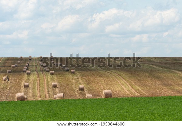 Haystacks harvest on agriculture farm\
fields. Farm field bales agriculture landscape. Haystack harvest\
landscape. The beet field borders the wheat\
field.
