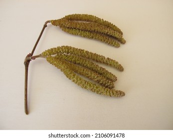 Hazel catkins, hazel flowers from hazel bush for herbal tea or as survival food