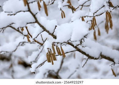 Hazel catkins on a tree branch covered with ice and snow on blurred background. Forest in winter, frost weather - Powered by Shutterstock