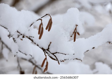 Hazel catkins on a tree branch covered with ice and snow on blurred background. Forest in winter, frost weather - Powered by Shutterstock