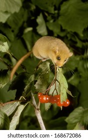 Hazel Or Common Dormouse, Muscardinus Avellanarius, Single Mammal On Plant, UK