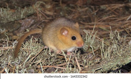 Hazel Dormouse Or Common Dormouse (Muscardinus Avellanarius)