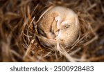 The hazel dormouse or common dormouse is a small dormouse species native to Europe and the only living species in the genus Muscardinus.