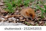 Hazel dormouse (Muscardinus avellanarius) in Abruzzo National Park, Abruzzo, Italy.