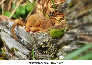 Hazel Dormouse(Muscardinus Avellanarius) Sleeping In An Old Tree, Not A Production Shot, Carpathian Mountains, Ukraine