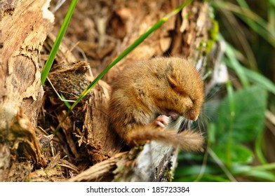 Hazel Dormouse(Muscardinus Avellanarius) Sleeping In An Old Tree, Not A Production Shot, Carpathian Mountains, Ukraine