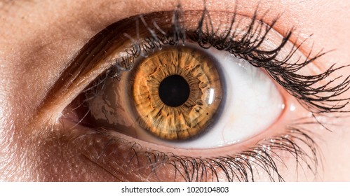 Hazel Eye Macro