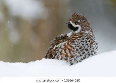 Hazel Grouse