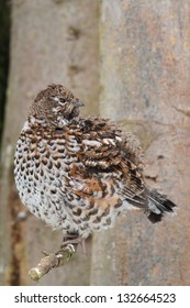 Hazel Grouse