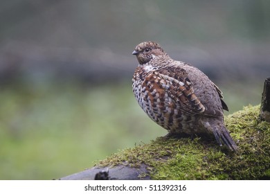 Hazel Grouse