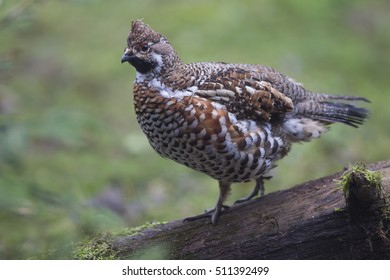 Hazel Grouse