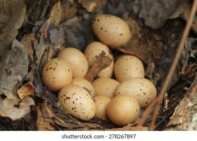 Hazel Grouse Eggs In A Nest