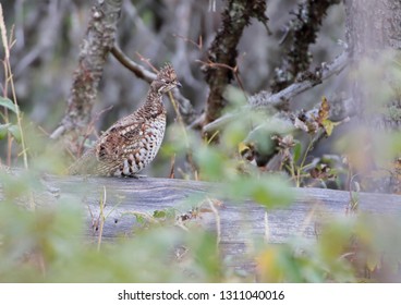 Hazel Grouse. Spring. Tetrastes Bonasia