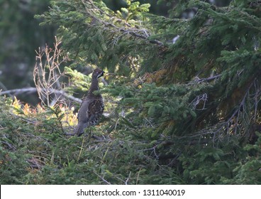 Hazel Grouse. Spring. Tetrastes Bonasia