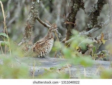 Hazel Grouse. Spring. Tetrastes Bonasia