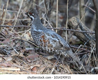 Hazel Grouse Tetrastes Bonasia