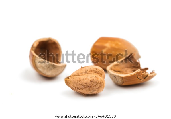 Hazel Nuts Shell On White Background Stock Photo 346431353 | Shutterstock