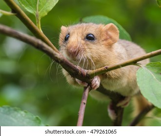 Hazel (or Common) Dormouse (Muscardinus Avellanarius)