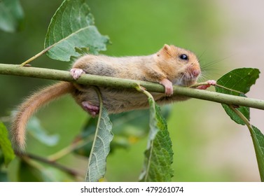 Hazel (or Common) Dormouse (Muscardinus Avellanarius)