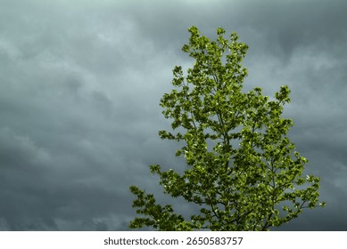 A hazel pine in front of a dark sky