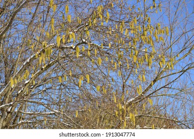 A   Hazel Tree With Green Blossoms