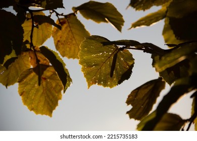 Hazel Tree Leaves In The Autumn Time 