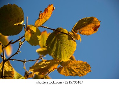 Hazel Tree Leaves In The Autumn Time 