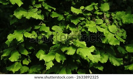 Hazel tree leaves as a background