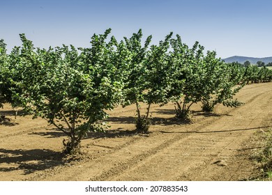 Hazel Tree Plantation. Summer Time