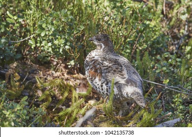 Hazelhen , Tetrastes Bonasia