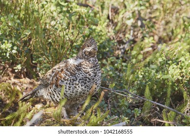 Hazelhen , Tetrastes Bonasia