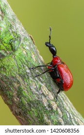 Hazel-leaf Roller Weevil - Apoderus coryli