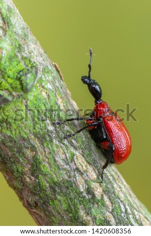 Hazel-leaf Roller Weevil - Apoderus coryli