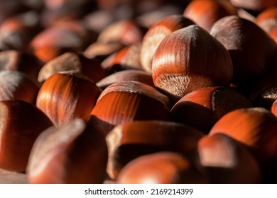 Hazelnut. Hazelnut background. Hazelnut close up. Fresh hazelnuts. Nuts.
 - Powered by Shutterstock